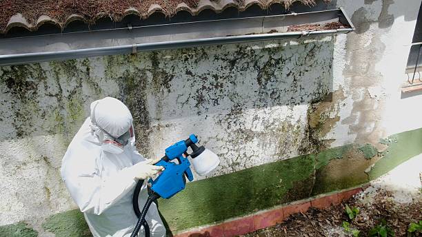 Top rated local Mold Remediation specialists in Missouri City, TX